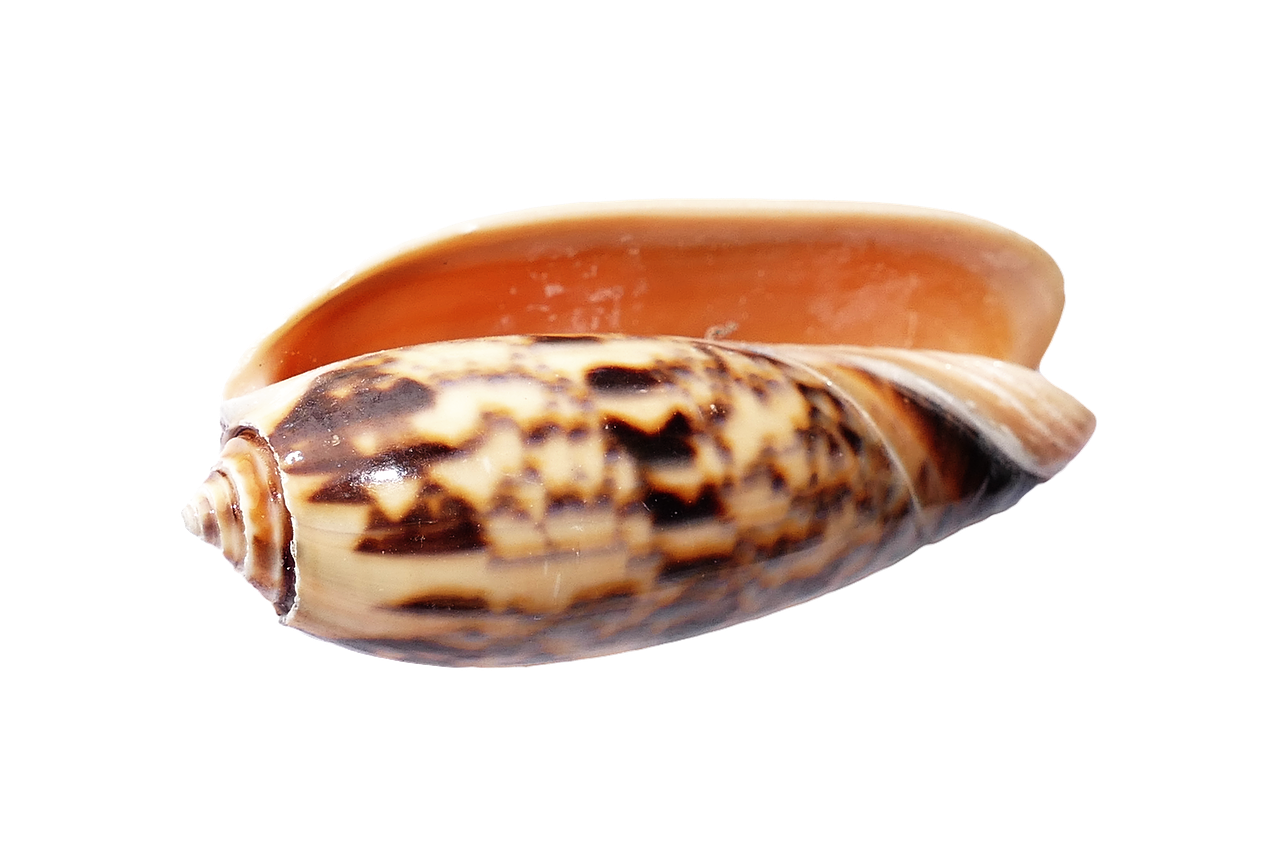 Marine Cone Snail Shell PNG image