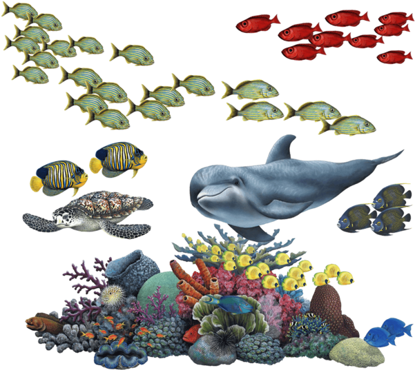 Marine_ Life_and_ Coral_ Reef_ Illustration.png PNG image