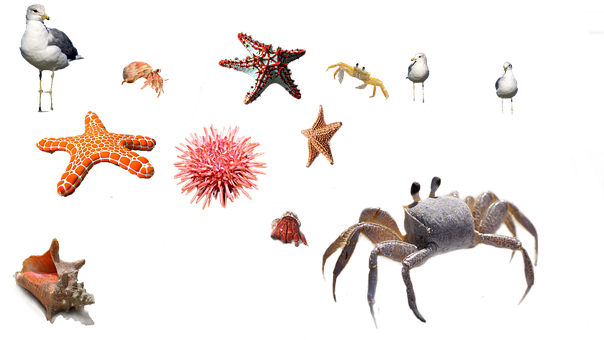 Marine Life Collage PNG image
