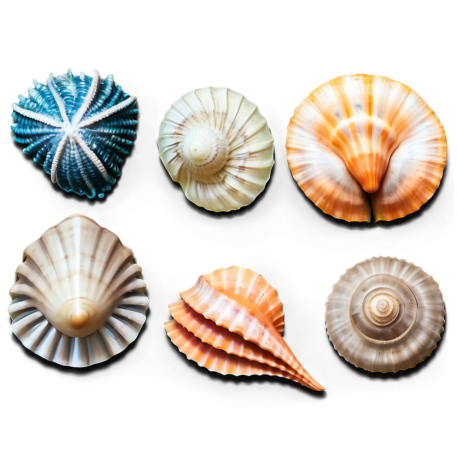 Marine Life Seashells Png 06132024 PNG image