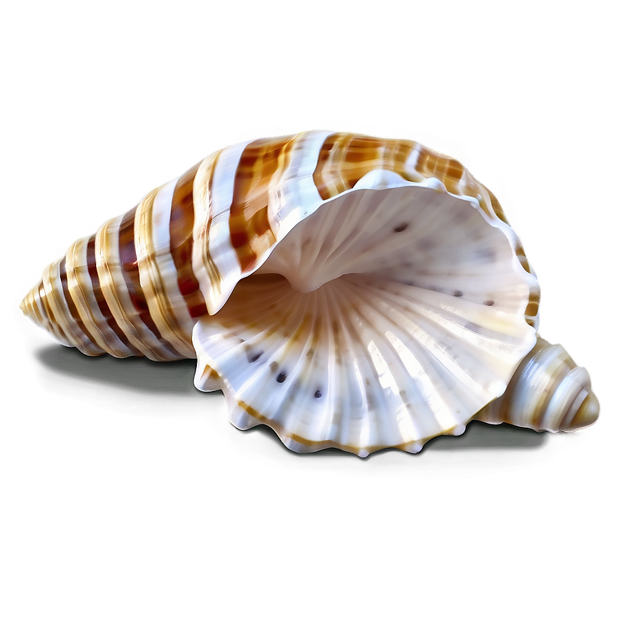 Marine Seashell Clipart Png 06262024 PNG image