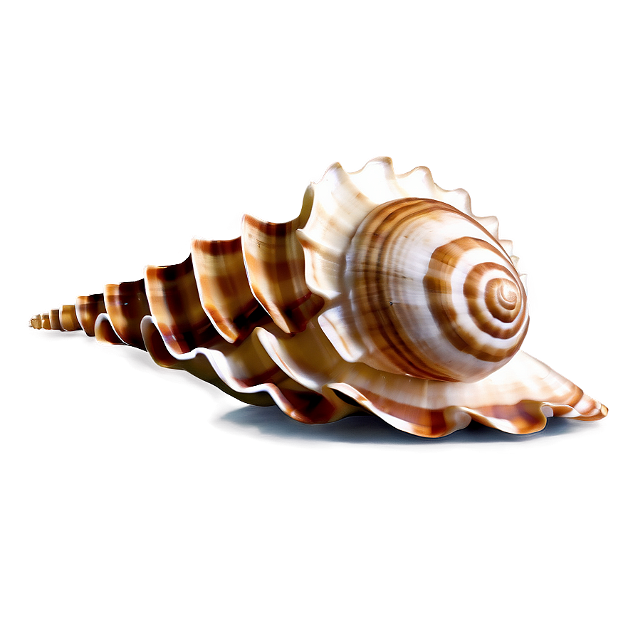 Marine Seashell Clipart Png Fnc28 PNG image