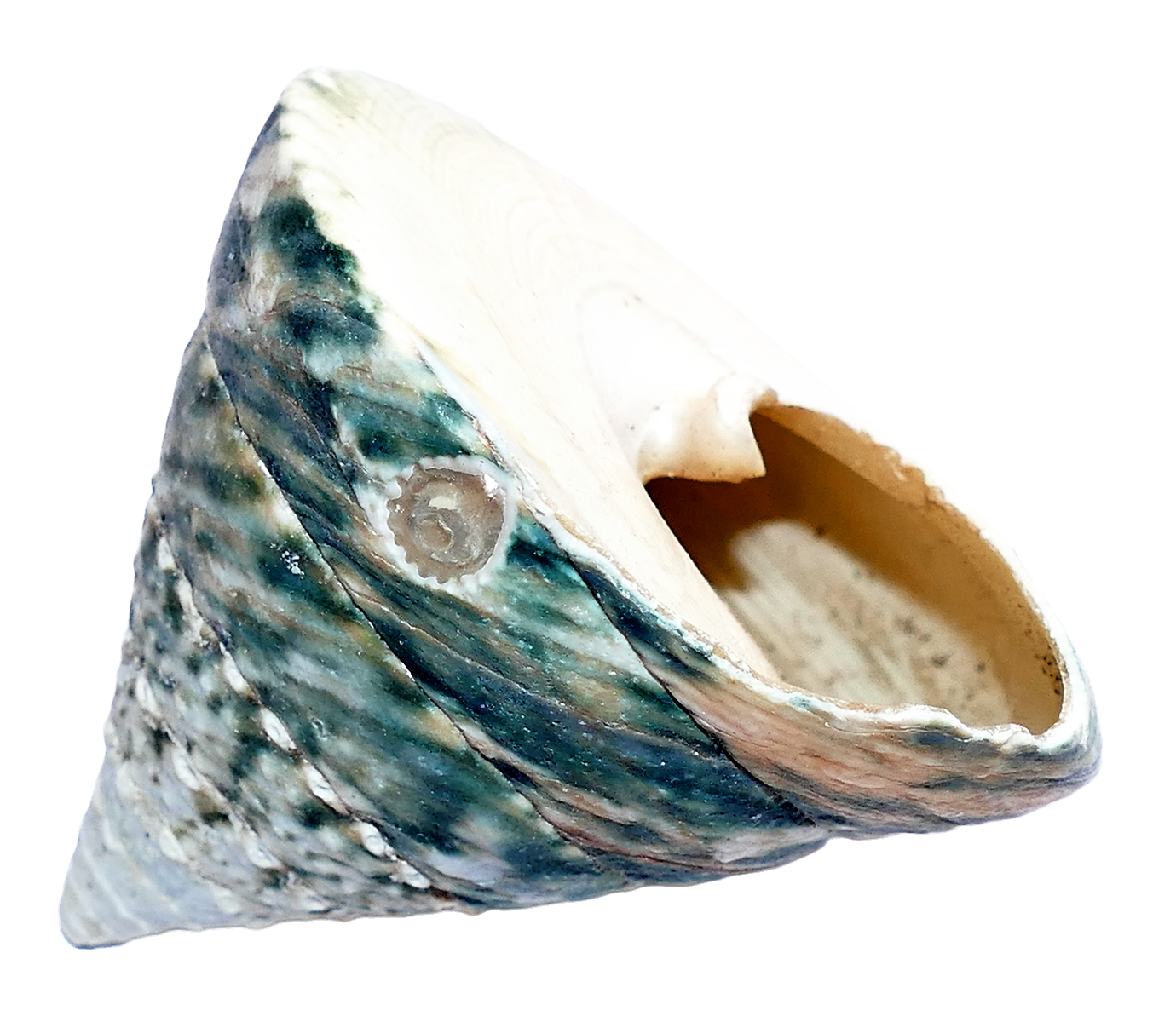 Marine Shell Side View.png PNG image