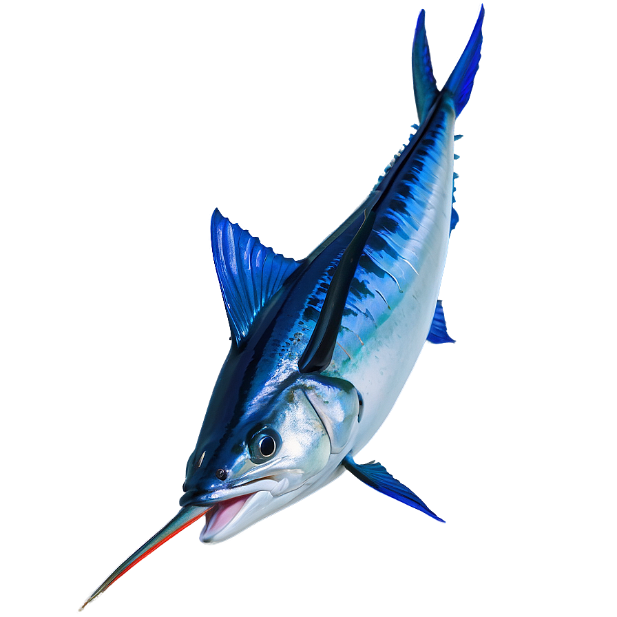 Marlin Catch Of The Day Png 06242024 PNG image