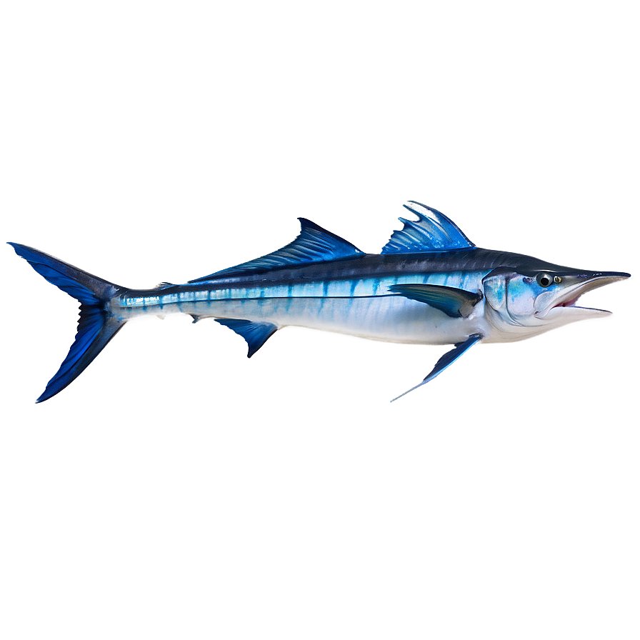 Marlin Catch Of The Day Png 18 PNG image