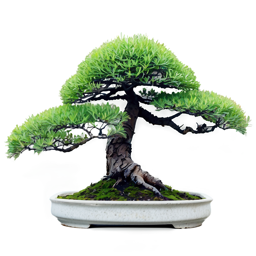 Mature Bonsai Tree Png 19 PNG image