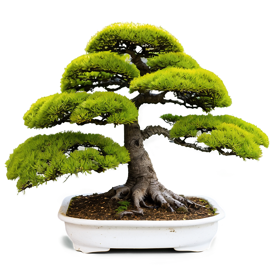 Mature Bonsai Tree Png 59 PNG image