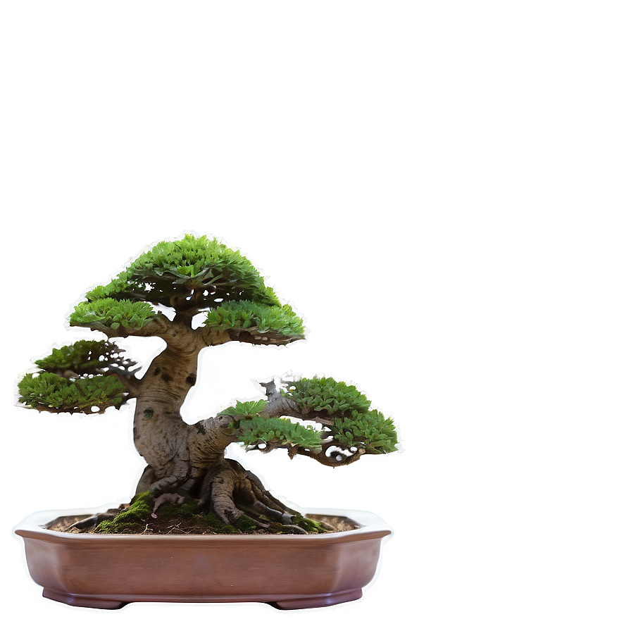 Mature Bonsai Tree Png 99 PNG image