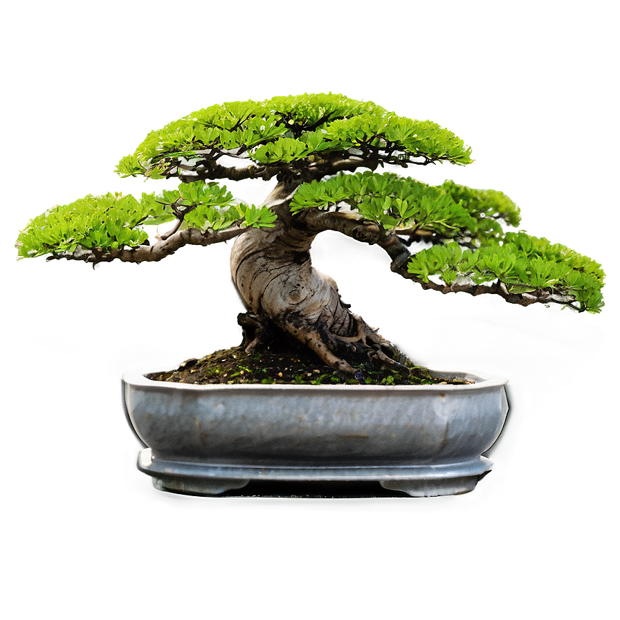 Mature Bonsai Tree Png Mlq PNG image