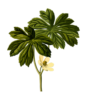 Mayapple Plant Illustration PNG image