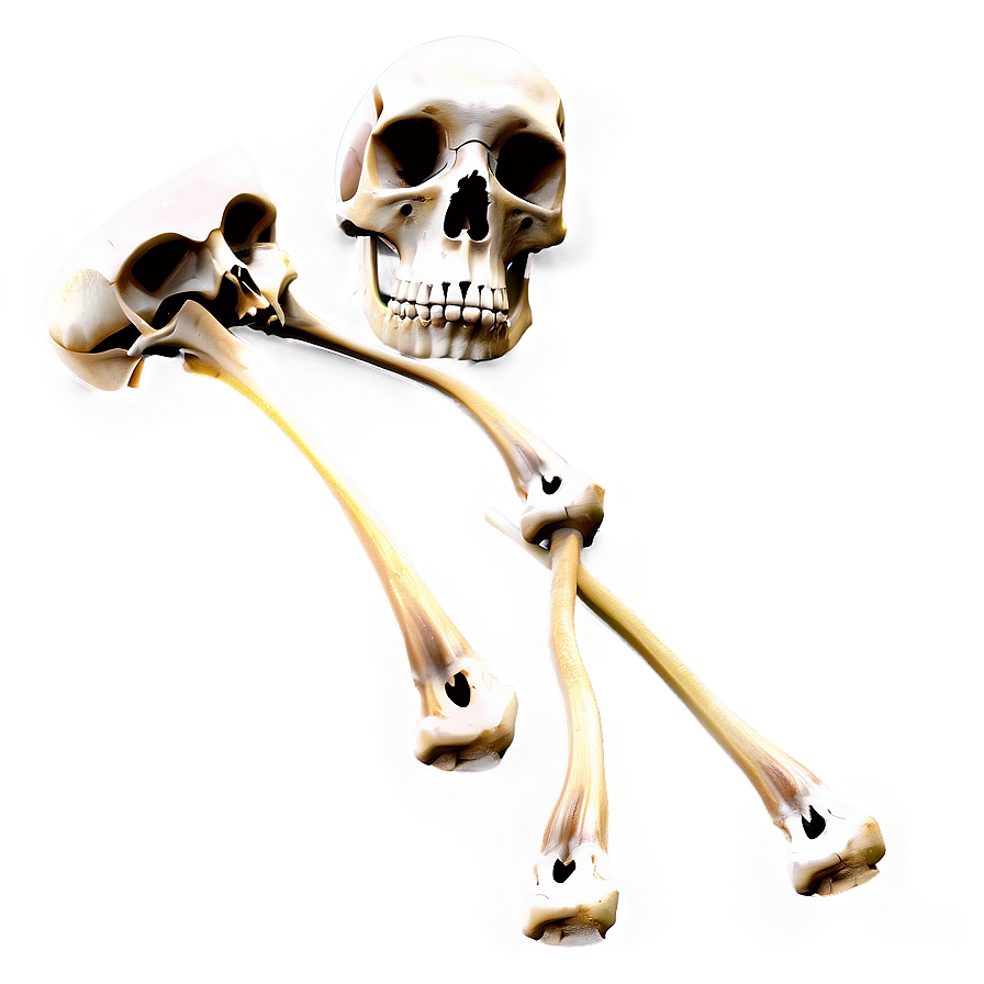 Medical Bones Png 7 PNG image