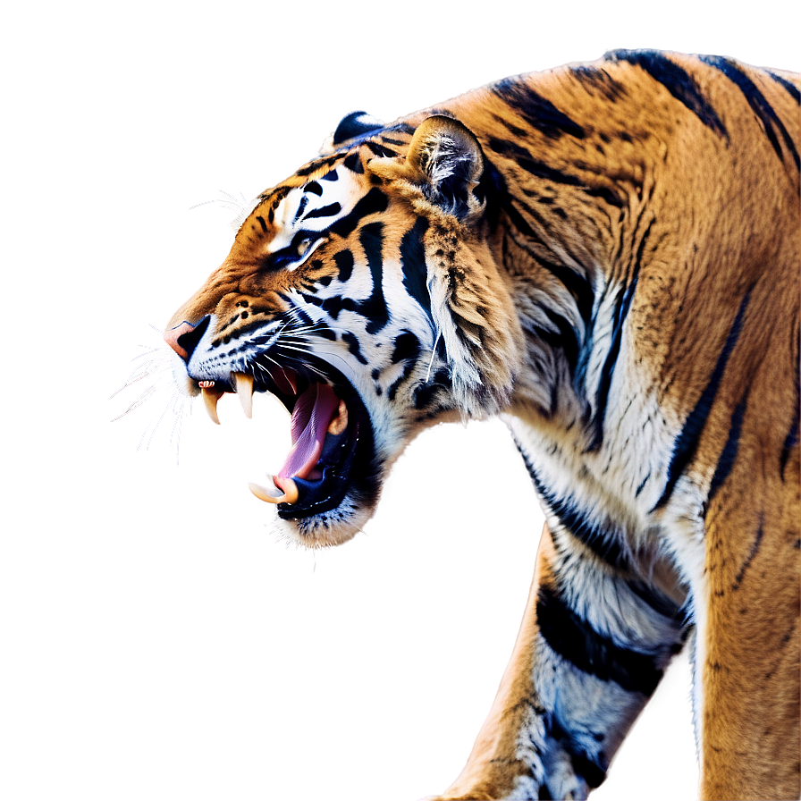 Menacing Tiger Roar Png 55 PNG image