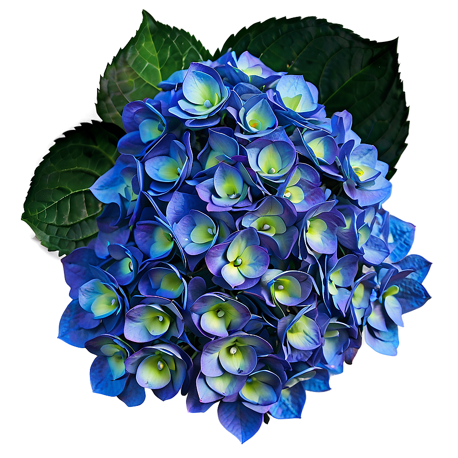 Mesmerizing Hydrangea Png 06252024 PNG image