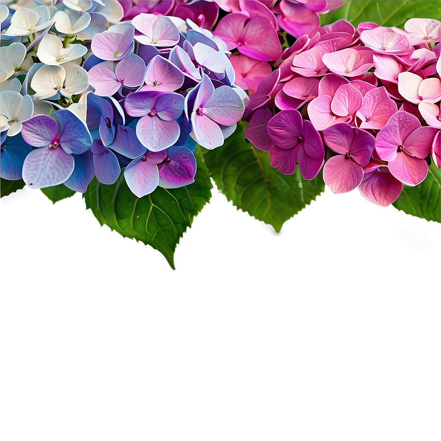 Mesmerizing Hydrangea Png 06252024 PNG image