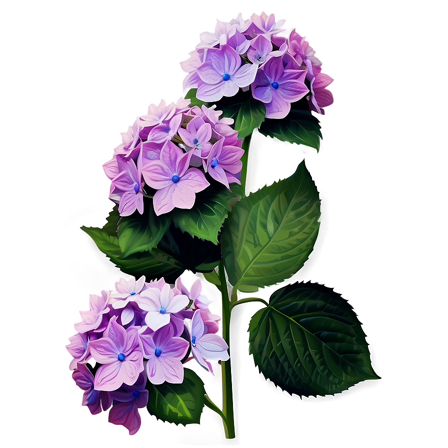 Mesmerizing Hydrangea Png Qje95 PNG image