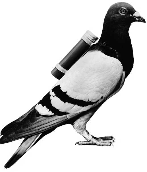 Messenger Pigeonwith Scroll PNG image