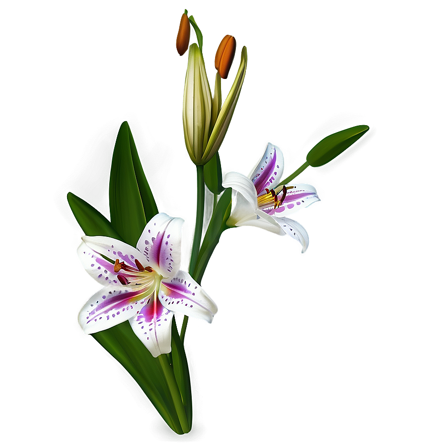 Mexican Lily Flowers Png 06202024 PNG image