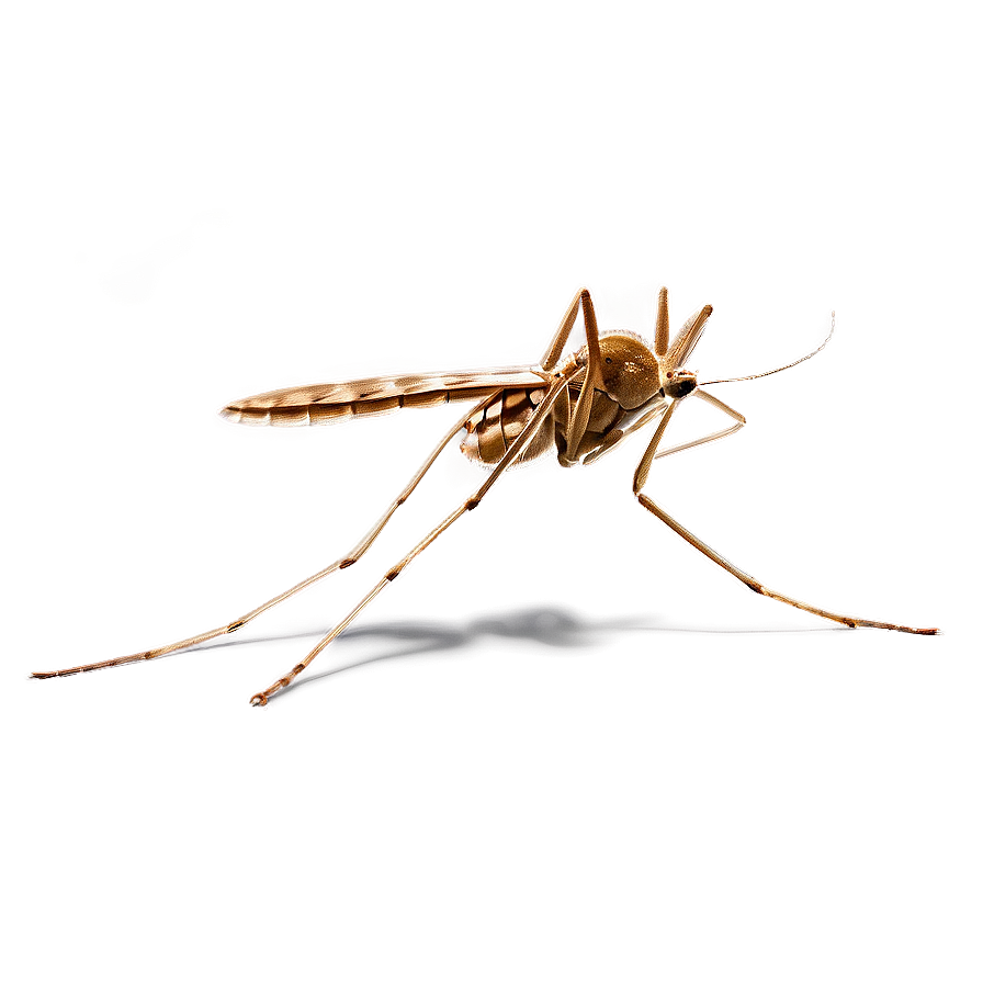 Microscopic Mosquito Png 05242024 PNG image