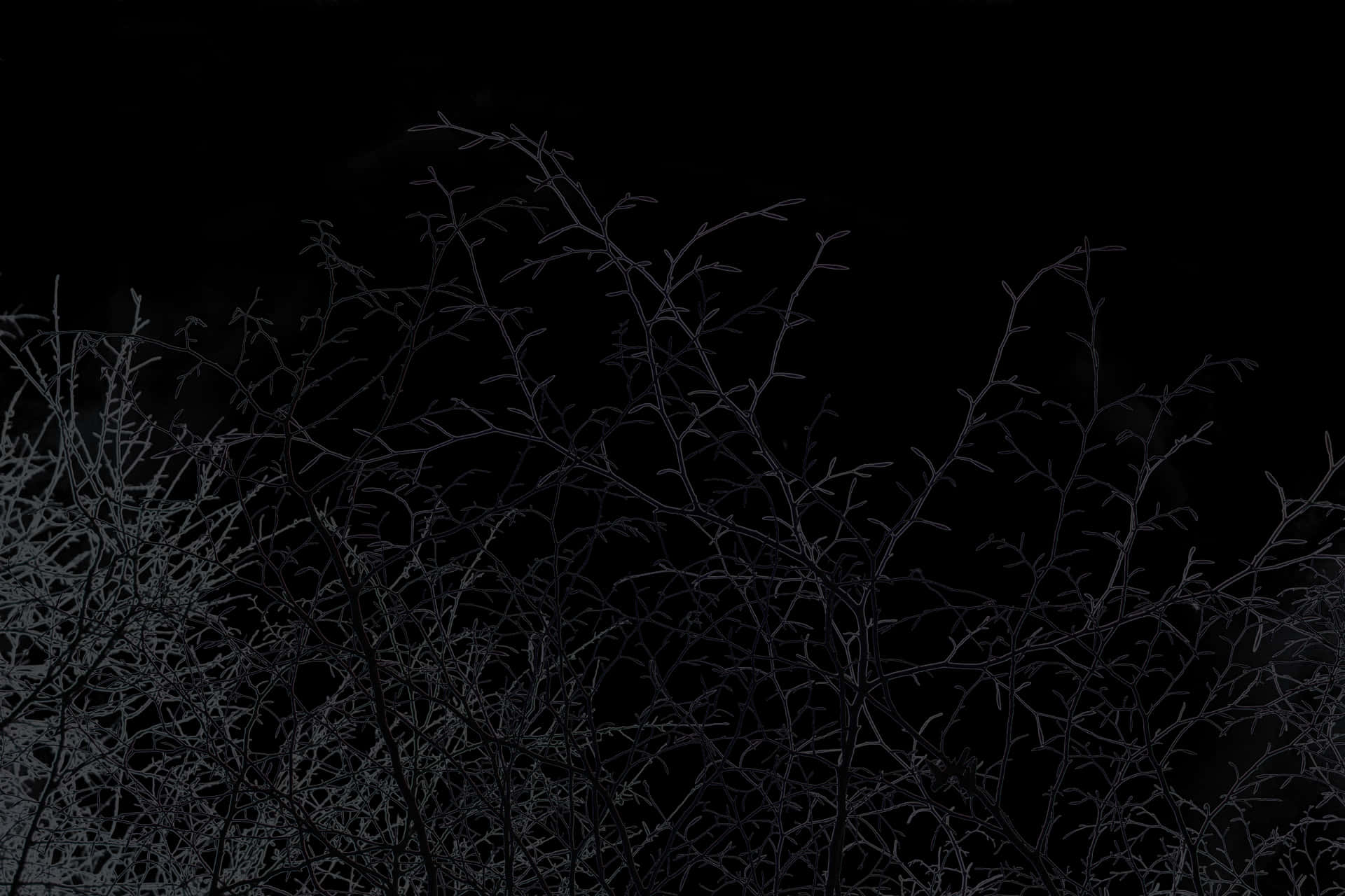 Midnight Branches Silhouette.jpg PNG image