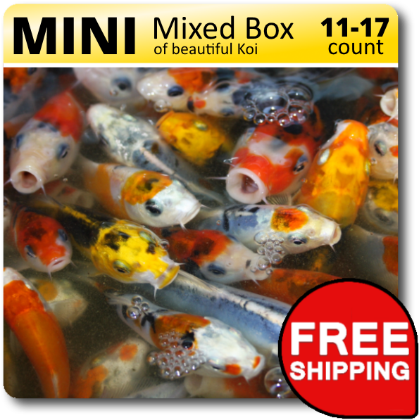 Mini Mixed Box Beautiful Koi Free Shipping PNG image