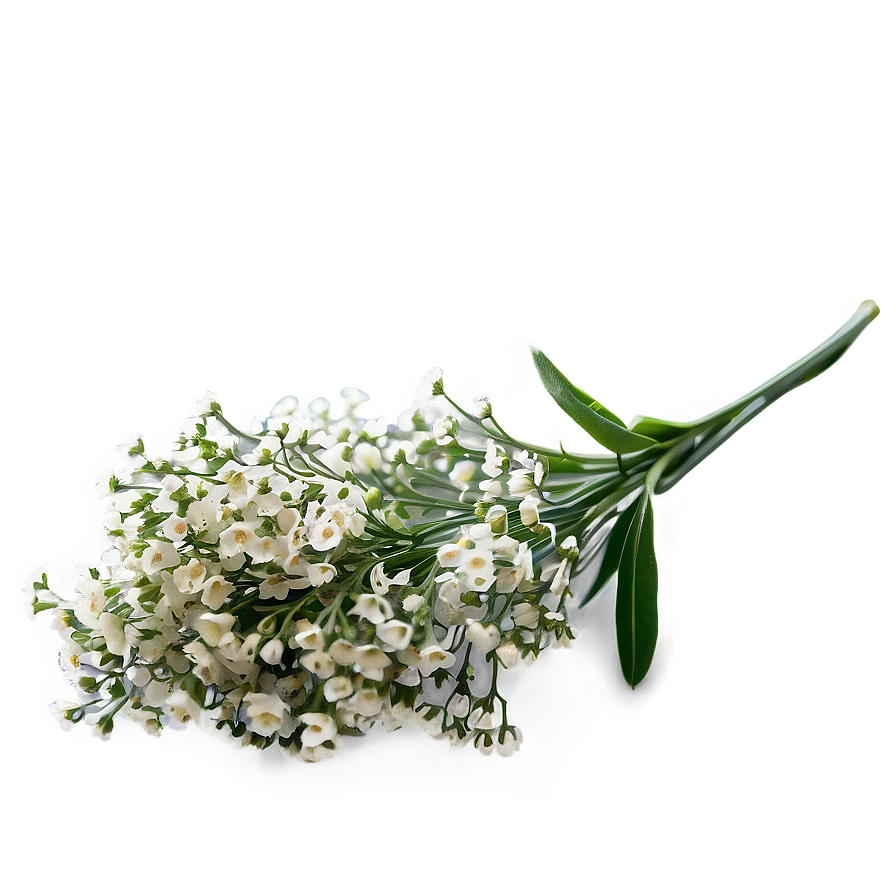 Miniature Baby's Breath Posy Png 06212024 PNG image