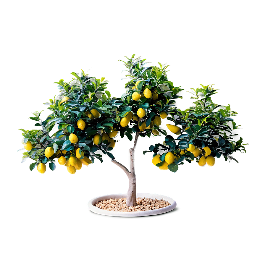 Miniature Lemon Tree Png Yty PNG image