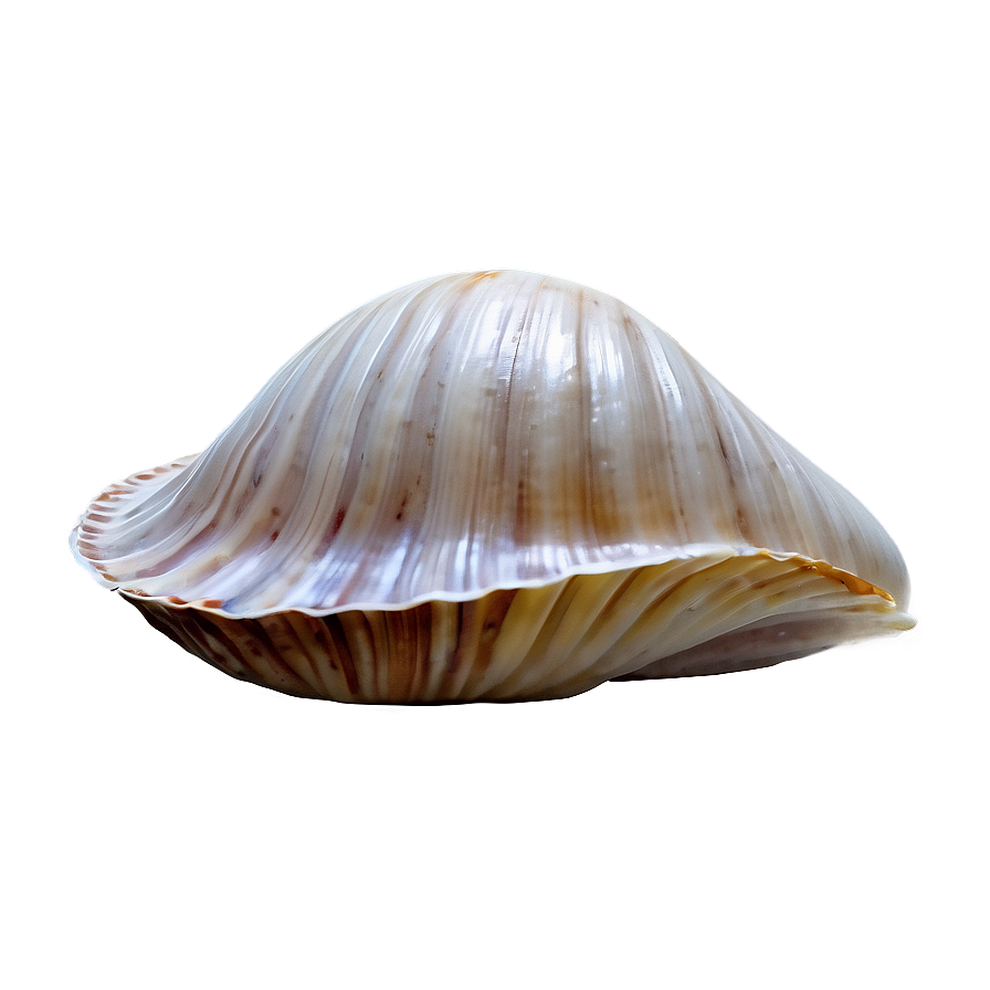 Minimalist Clam Shell Png 06292024 PNG image