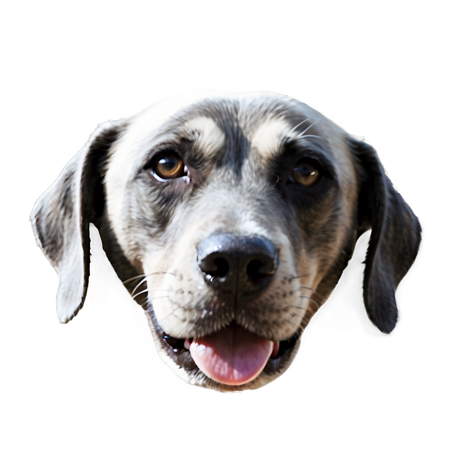 Minimalist Dog Face Design Png Khe51 PNG image