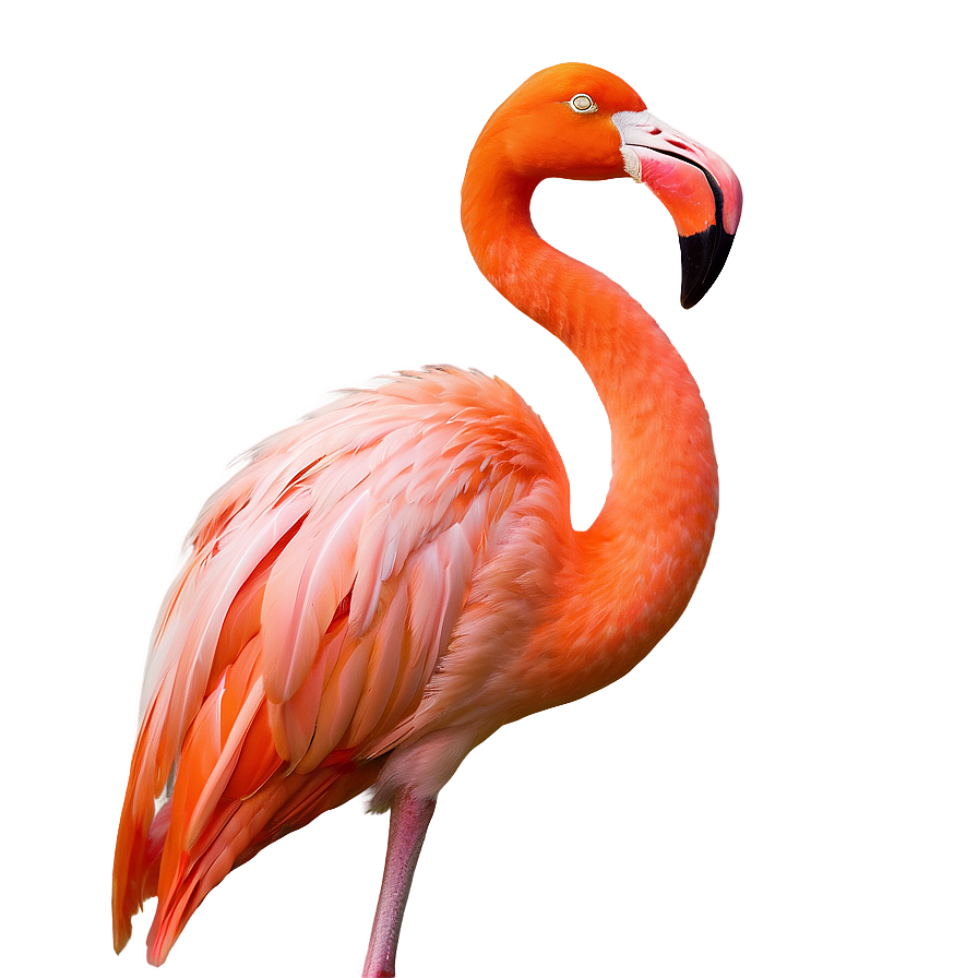Minimalist Flamingo Outline Png 06292024 PNG image