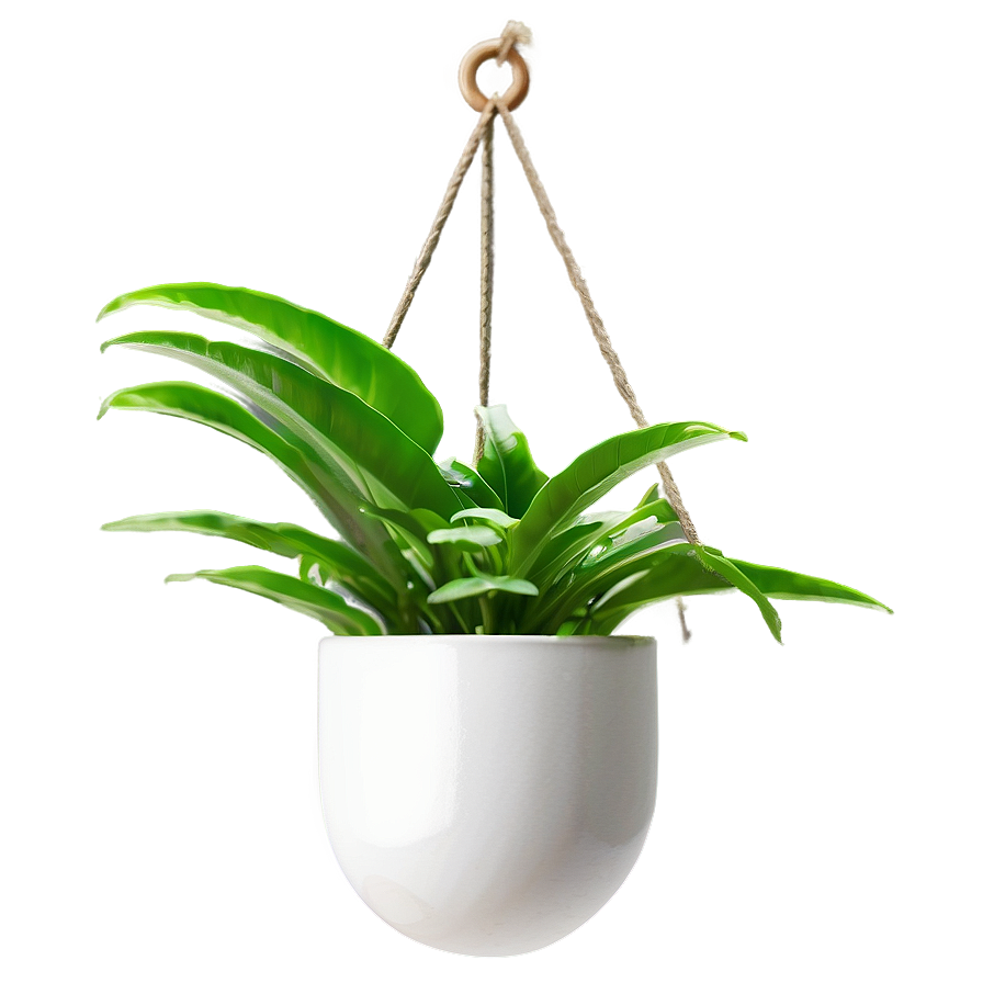 Minimalist Hanging Plant Png 41 PNG image