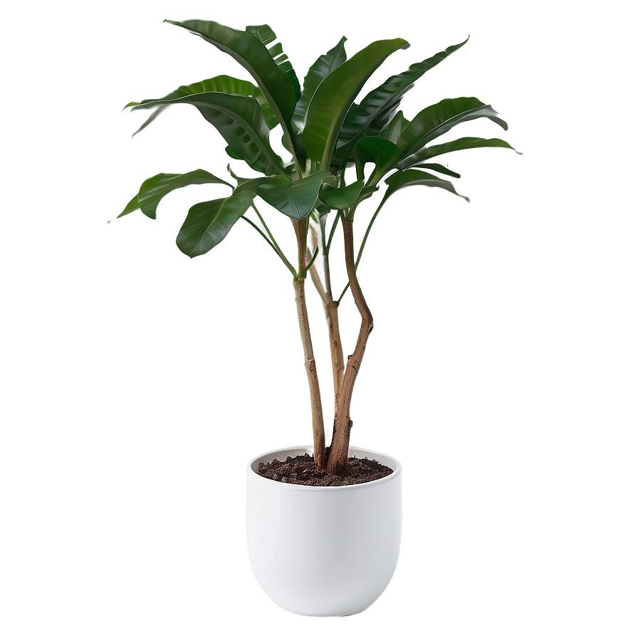 Minimalist Indoor Plants Png 06252024 PNG image