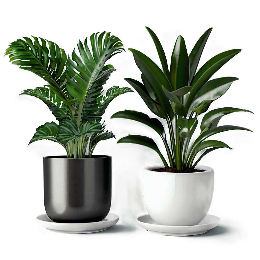 Minimalist Indoor Plants Png 06252024 PNG image