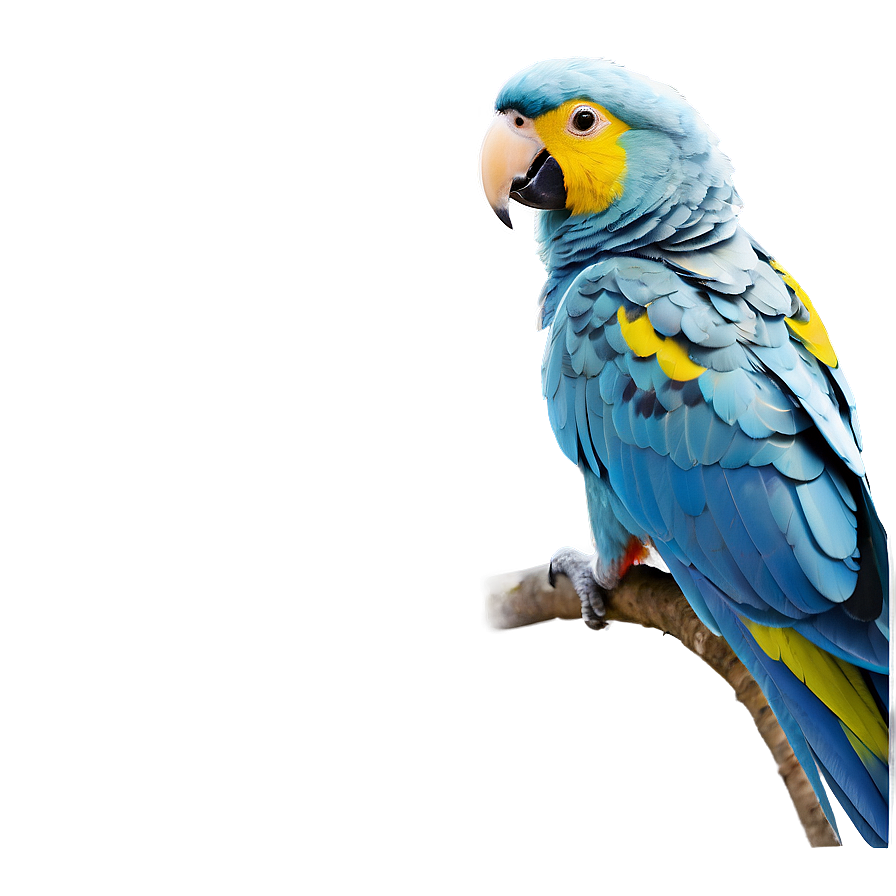 Minimalist Parrot Png Cma PNG image