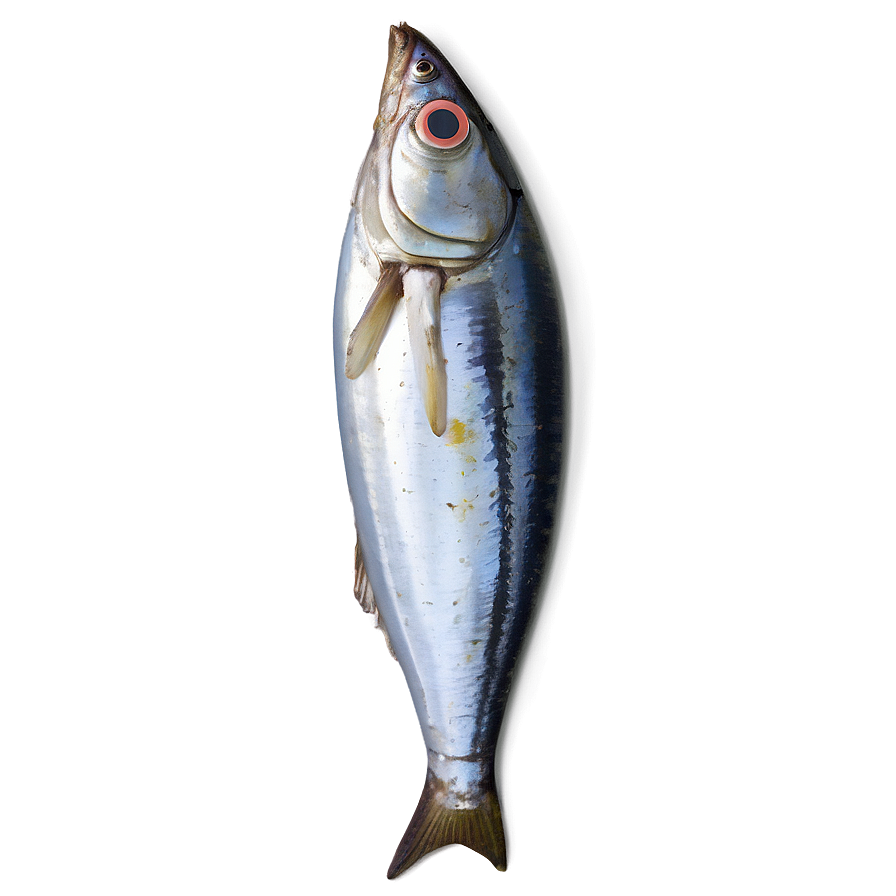 Minimalist Sardine Png Ypm PNG image