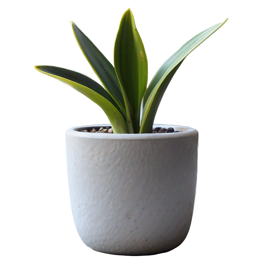 Minimalist Snake Plant Png 21 PNG image