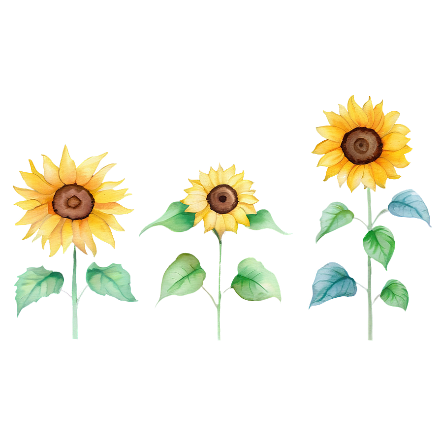 Minimalist Sunflower Watercolor Art Png 12 PNG image