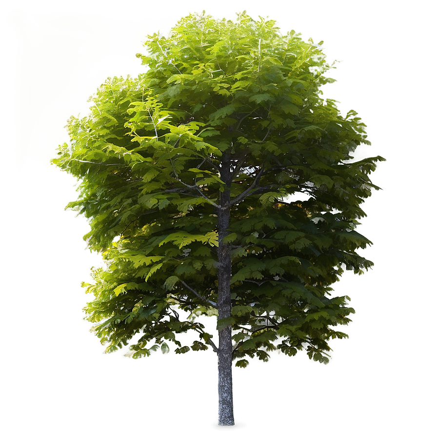 Minimalist Tree Top View Png Pmg PNG image