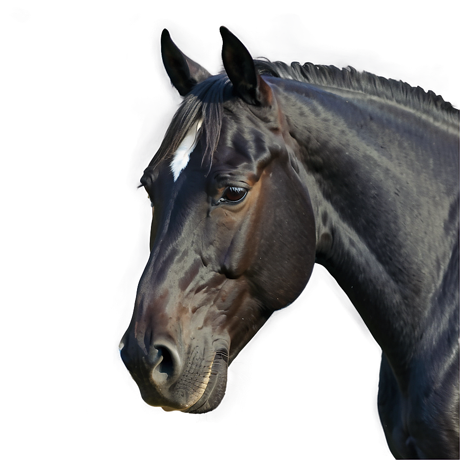 Minimalistic Black Horse Sketch Png Uwe68 PNG image