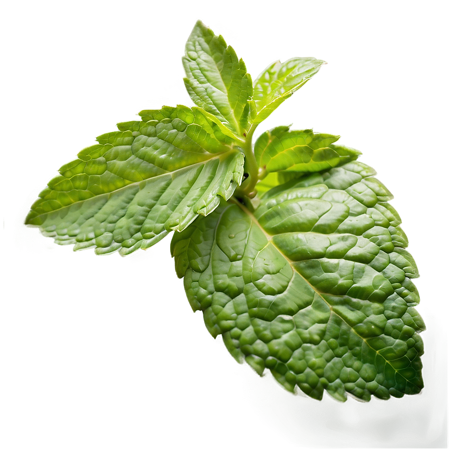 Mint Herb Leaves Png 15 PNG image