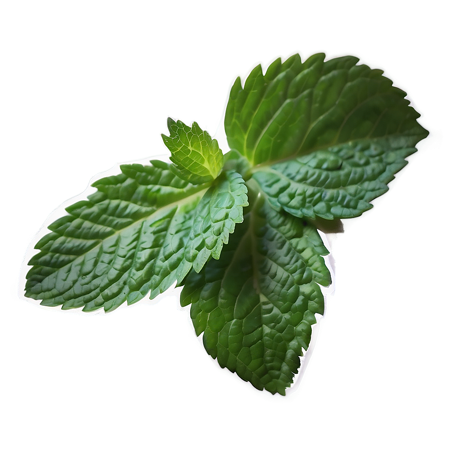 Mint Leaf Aesthetic Png 06212024 PNG image