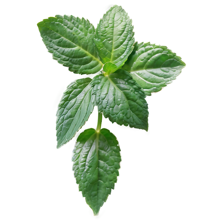 Mint Leaf Aesthetic Png 06212024 PNG image