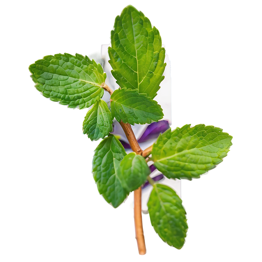 Mint Leaf Arrangement Png 45 PNG image