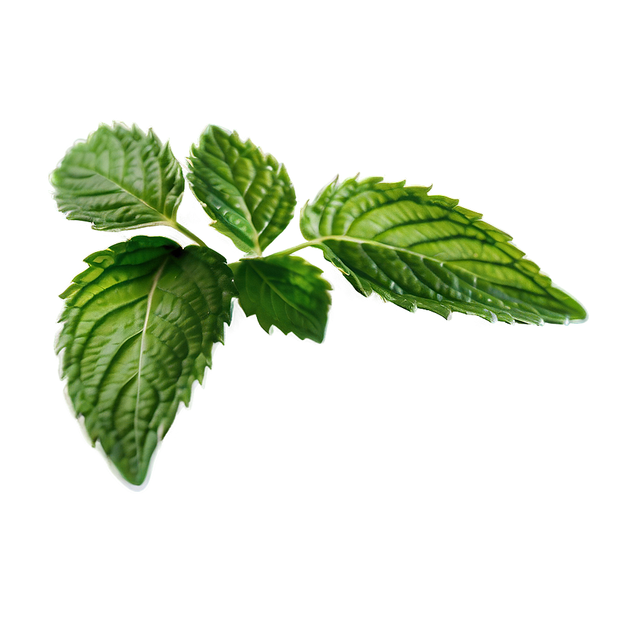 Mint Leaf Botanical Png Nrl PNG image