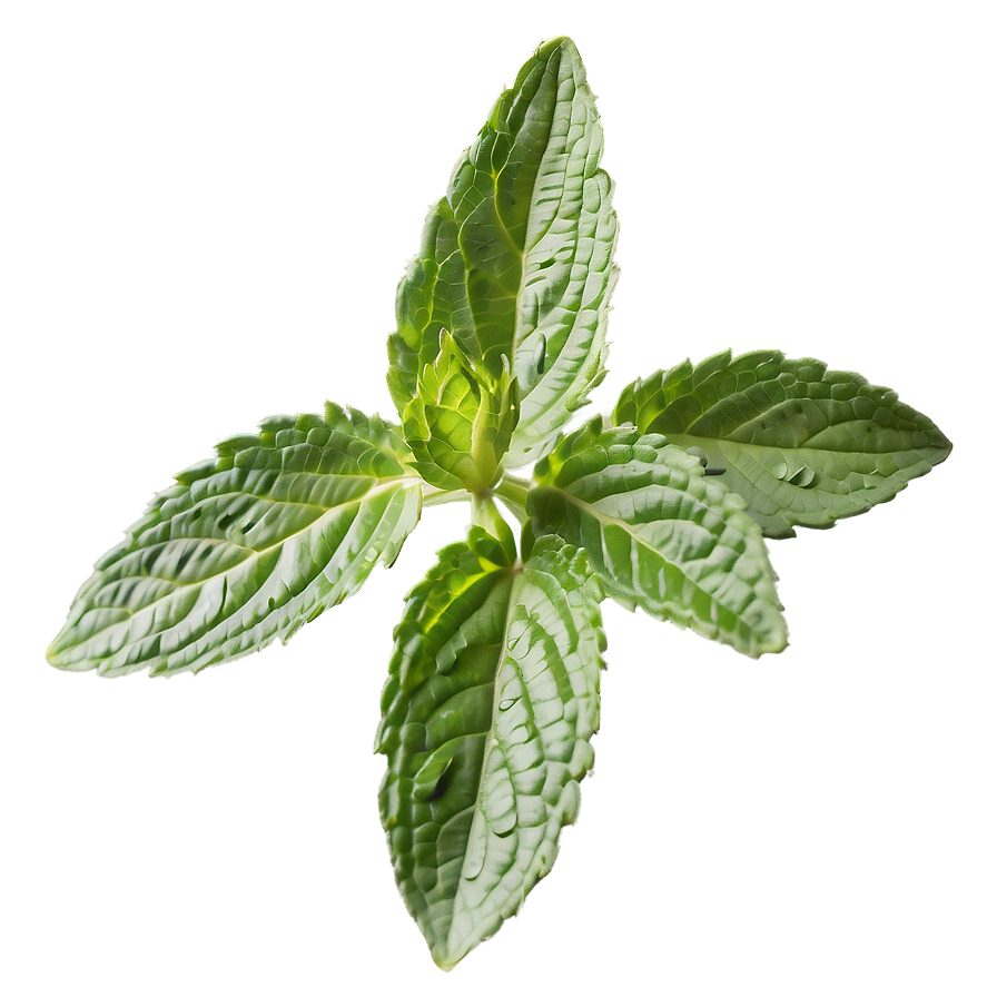 Mint Leaf Botanical Png Wge22 PNG image