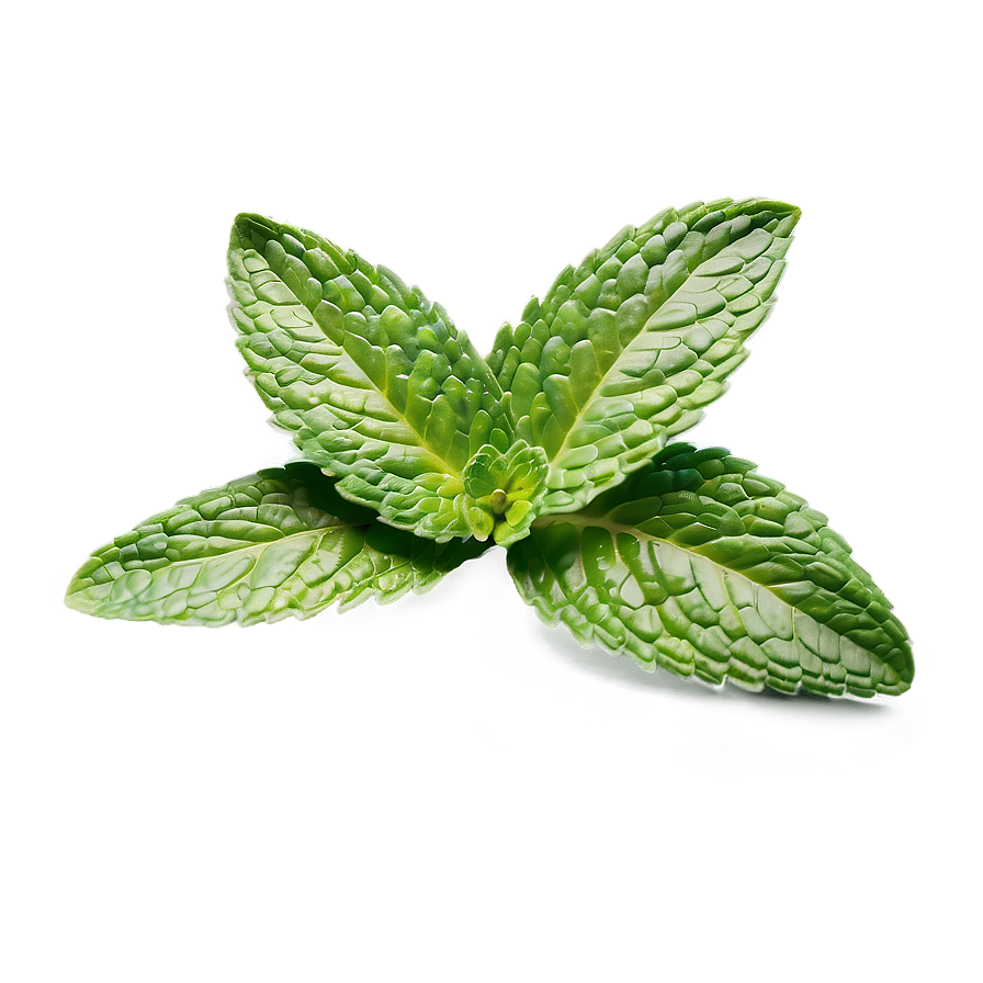 Mint Leaf Freshness Png Hlb PNG image