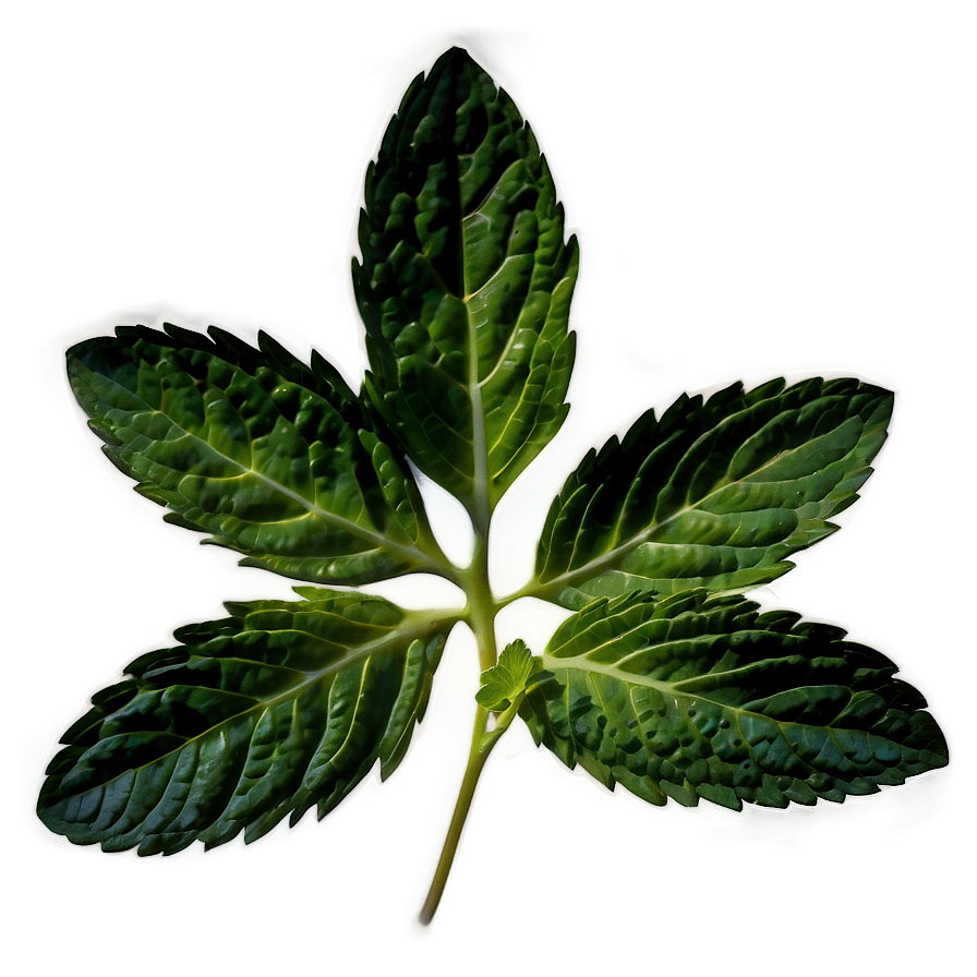 Mint Leaf Graphic Png 06212024 PNG image