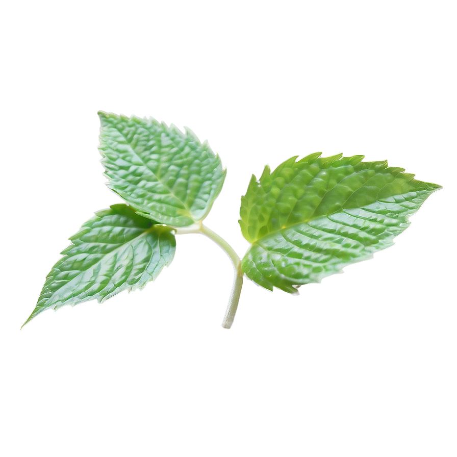 Mint Leaf Graphic Png Mmb91 PNG image