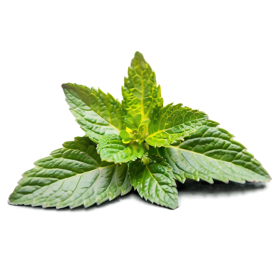 Mint Leaf Health Benefits Png 06212024 PNG image