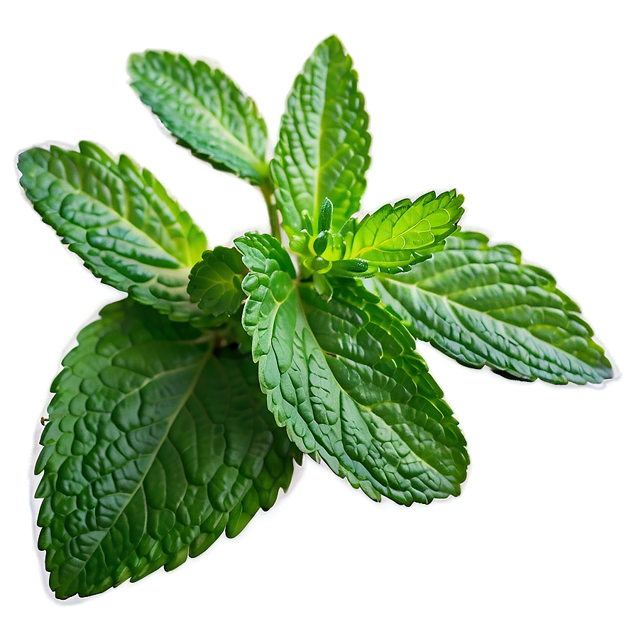 Mint Leaf Health Benefits Png Air PNG image