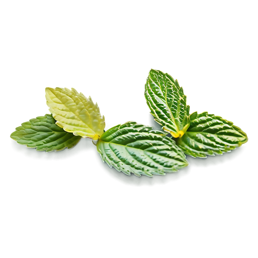 Mint Leaf Icon Png Xgh15 PNG image